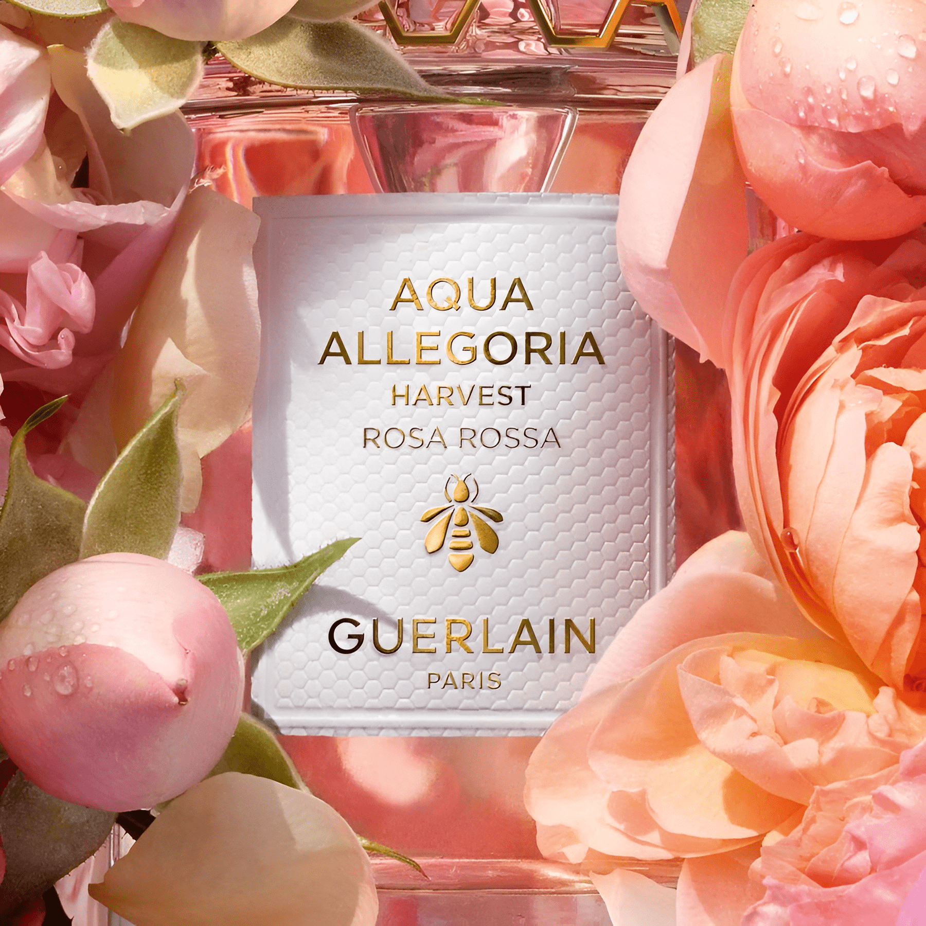 Guerlain Aqua Allegoria Rosa Rossa EDT | My Perfume Shop